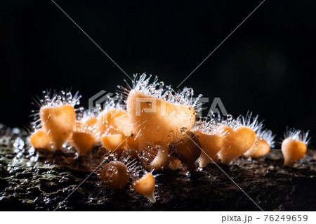 Orange champagne or eyelash cup mushroom, Cookeina tricholoma, with water droplets in tropical forest, macro close-up photography 76249659