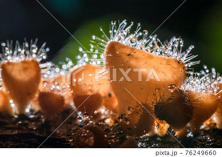 Orange champagne or eyelash cup mushroom, Cookeina tricholoma, with sparkling water droplets in tropical forest, macro close-up photography Orange champagne or eyelash cup mushroom, Cookeina tricholoma, with sparkling water droplets in tropical forest, macro close-up photography 76249660