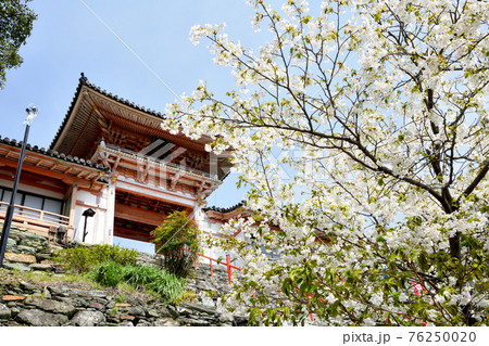 桜の花が咲く和歌浦天満宮　 76250020