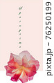 Dainty pink flowers with the word Spring 76250199