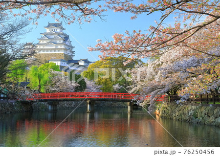 【兵庫県】晴天下の姫路城と満開の桜 【兵庫県】晴天下の姫路城と満開の桜 76250456