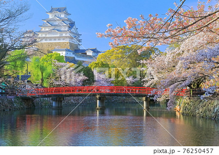 【兵庫県】晴天下の姫路城と満開の桜 【兵庫県】晴天下の姫路城と満開の桜 76250457