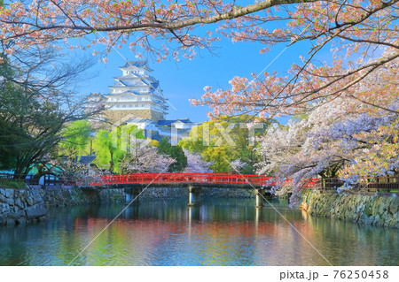 【兵庫県】晴天下の姫路城と満開の桜 76250458