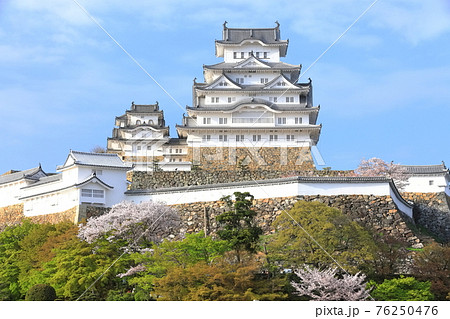 【兵庫県】晴天下の姫路城と満開の桜 76250476
