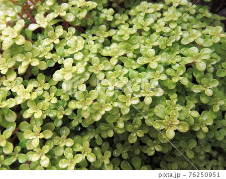 丸葉万年草 丸葉万年草 76250951