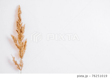 Dry grass on a white background. Greeting card concept, place for text. View from above 76251019