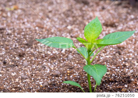 家庭菜園のピーマン苗 76251050