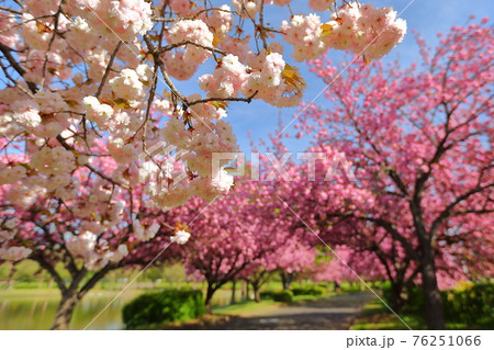 埼玉県川越市池辺　川越水上公園（ホットスタッフ川越パーク）　八重桜の並木 76251066