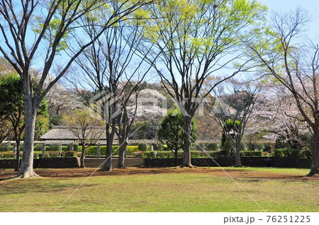 神奈川県藤沢市　新林公園　満開の桜と新緑と長屋門 76251225