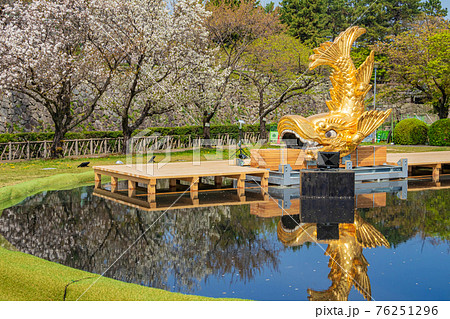 名古屋城、地上に降臨した雌の金鯱〈愛知県名古屋市〉 76251296