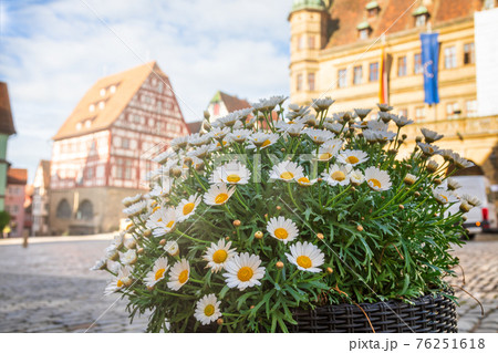 Daisy flowers at Marktplatz square Rothenburg ob der Tauber Old Town Bavaria Germany 76251618