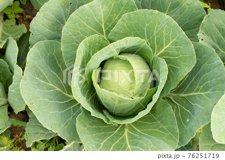 Cabbage head in growth at vegetable garden Cabbage head in growth at vegetable garden 76251719
