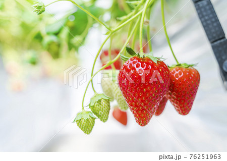 赤く実ったイチゴの果実 ハウスの苺 いちご狩り 宮城県山元町の写真素材