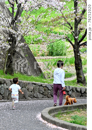 広島県福山市春日池公園の桜 広島県福山市春日池公園の桜 76252020