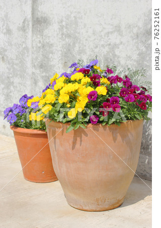 テラコッタ鉢　おしゃれなパンジーの鉢植え 76252161