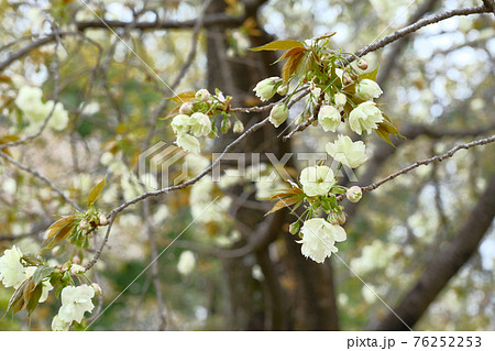 4月上旬 群馬県 開花したウコン(サクラ) 4月上旬 群馬県 開花したウコン(サクラ) 76252253