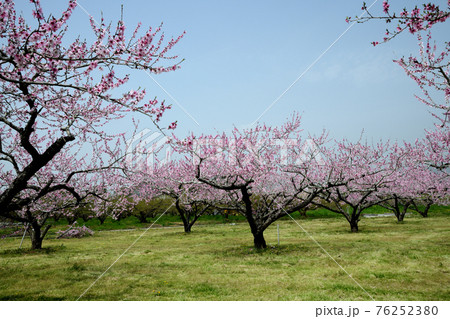 桃の花 (和歌山県那賀郡粉河町) 桃の花 (和歌山県那賀郡粉河町) 76252380