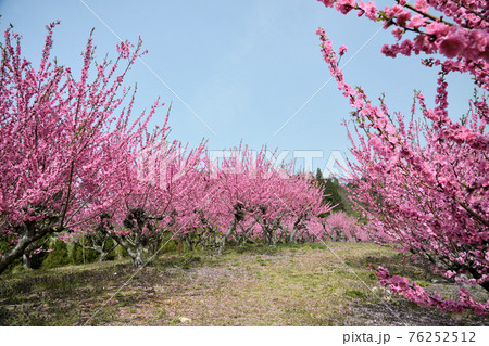 天野の里 ハナモモの丘 (和歌山県伊都郡かつらぎ町) 天野の里 ハナモモの丘 (和歌山県伊都郡かつらぎ町) 76252512