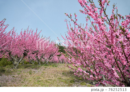 天野の里 ハナモモの丘 (和歌山県伊都郡かつらぎ町) 天野の里 ハナモモの丘 (和歌山県伊都郡かつらぎ町) 76252513
