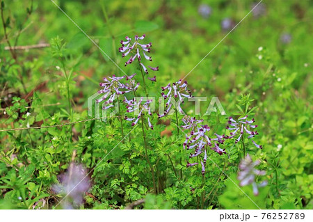 ムラサキケマンの花 76252789