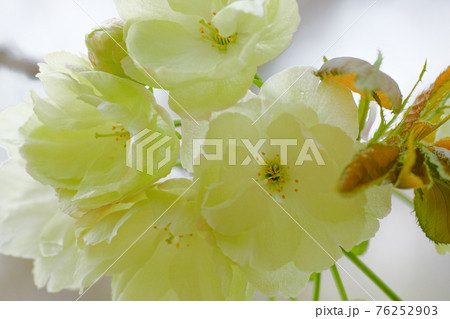4月上旬 群馬県 開花したウコン(サクラ) 4月上旬 群馬県 開花したウコン(サクラ) 76252903