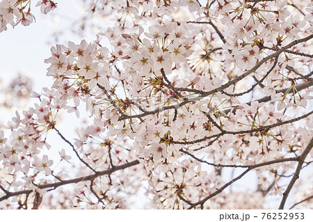 桜 花 春 76252953