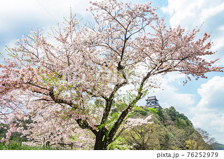 国宝犬山城、満開の桜〈愛知県犬山市〉 国宝犬山城、満開の桜〈愛知県犬山市〉 76252979