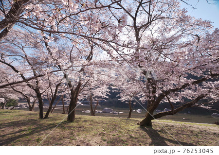 桜満開の三重県白山町リバーパーク真見(水辺公園) 桜満開の三重県白山町リバーパーク真見(水辺公園) 76253045