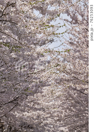 桜 花 春 76253093