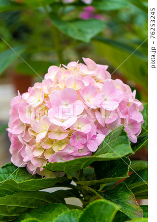 Blooming hydrangea flowers in a plant store in Asia 76253245