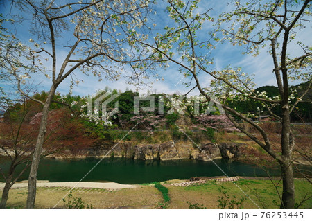 桜満開の三重県白山町リバーパーク真見（水辺公園）の奇岩 76253445