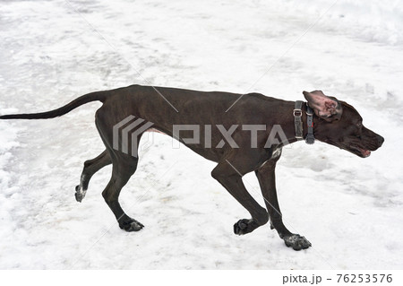 Big black hunting dog amid white snow Big black hunting dog amid white snow 76253576
