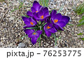 クロッカス 紫色 花 76253775