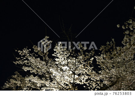 翠ヶ丘公園の夜桜 76253803