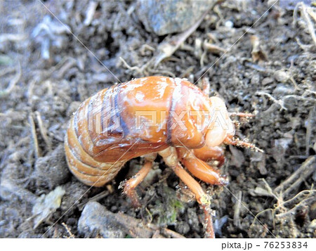 セミの幼虫が地上に出てくるの写真素材