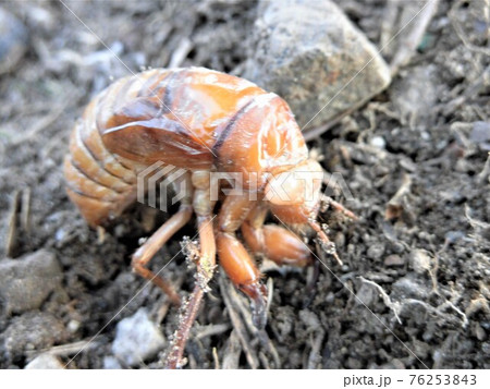 セミの幼虫が地上に出てくるの写真素材