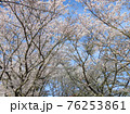 満開の桜並木の風景 76253861