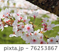 満開の桜並木の風景 76253867