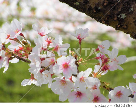 満開の桜並木の風景 満開の桜並木の風景 76253867