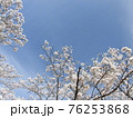 満開の桜並木の風景 76253868