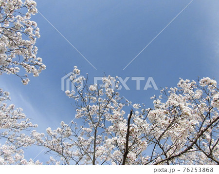 満開の桜並木の風景 満開の桜並木の風景 76253868