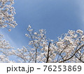 満開の桜並木の風景 76253869