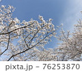 満開の桜並木の風景 76253870