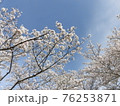 満開の桜並木の風景 76253871