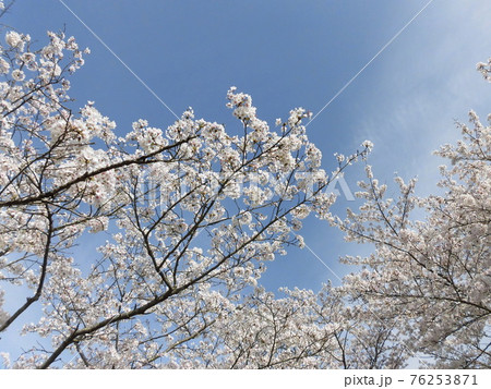 満開の桜並木の風景 満開の桜並木の風景 76253871