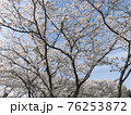 満開の桜並木の風景 76253872