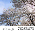 満開の桜並木の風景 76253873