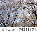 満開の桜並木の風景 76253874