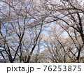 満開の桜並木の風景 76253875