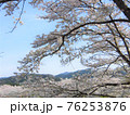満開の桜並木の風景 76253876